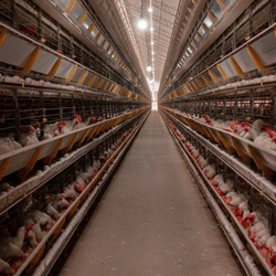 Uma das maiores cooperativas do Espírito Santo vai conseguir abater 50 mil aves por dia e fornecerá matéria-prima para a indústria de ração