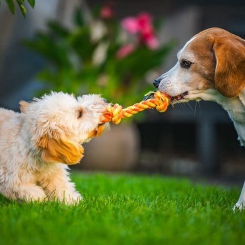 Imagem - Pets estressados nas férias: 5 dicas para reduzir o impacto de mudanças