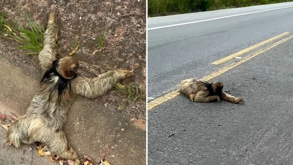 Polícia Rodoviária Federal interrompeu momentaneamente o trânsito no local para retirar o animal da via e o devolver em segurança para a natureza