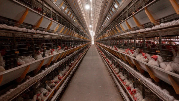 Uma das maiores cooperativas do Espírito Santo vai conseguir abater 50 mil aves por dia e fornecerá matéria-prima para a indústria de ração