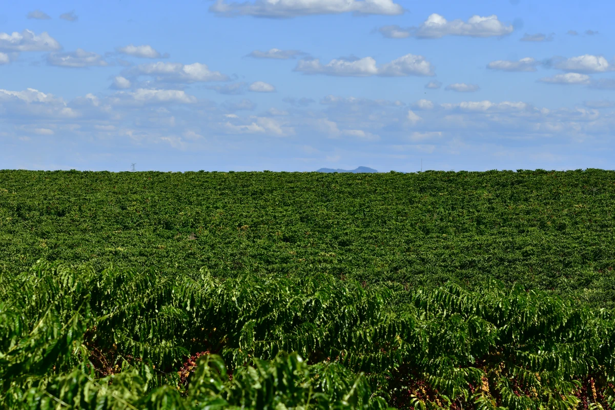 Agronegócio 5.0: Fazenda Três Marias, em Linhares, aposta em tecnologia, como uso de sensores, além de integração floresta, lavoura de café, milho coco, frutas e milho e criação de gado. Negócio é administrado por Leticia Lindenberg