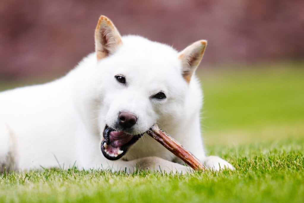 A alimentação do hokkaido deve ser equilibrada e adaptada às necessidades dele (Imagem: Happy monkey | Shutterstock)