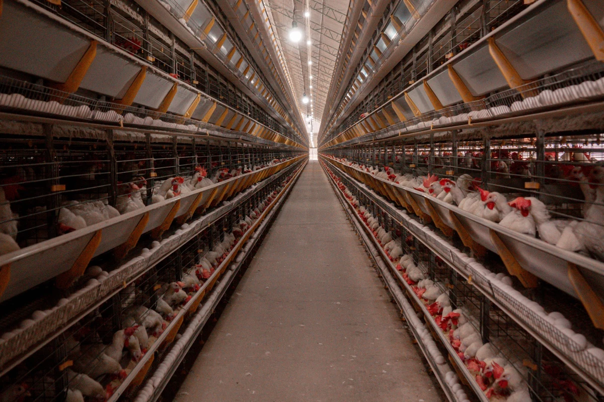 Granja da Nater Coop, em Santa Maria de Jetibá, Região Serrana do Espírito Santo