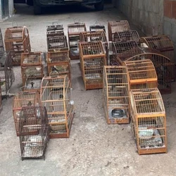 Ao todo, 25 pássaros de nove espécies diferentes foram resgatados pela Polícia Militar Ambiental na segunda-feira (19)