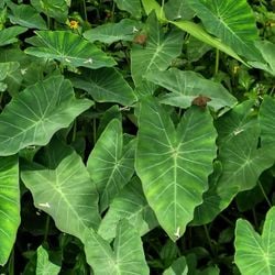 Apesar de ser consumida há gerações, muitas pessoas ainda desconhecem seu potencial culinário e suas propriedades alimentares