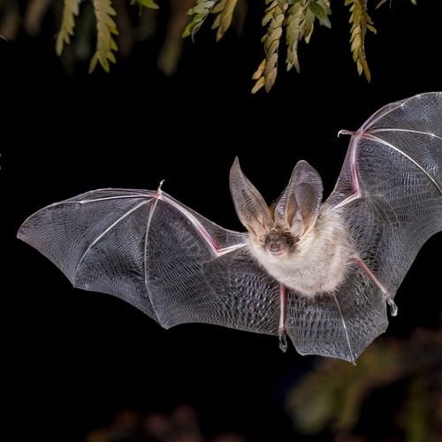 Imagem - Morcegos: 10 curiosidades sobre esses animais temidos 