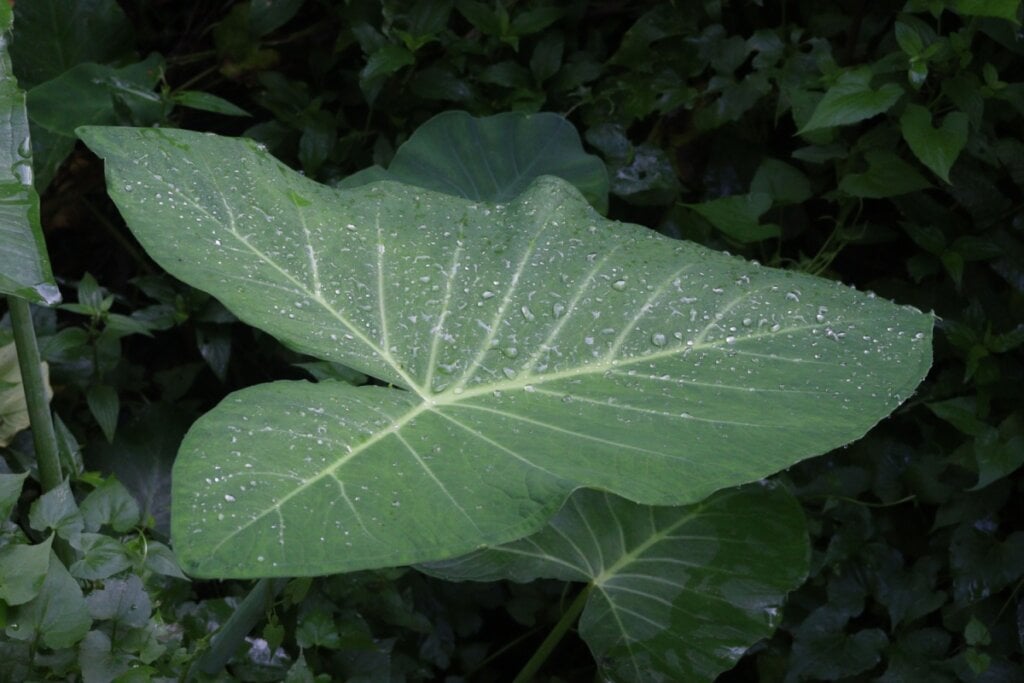 A taioba pode auxiliar no controle da pressão arterial e reduzir riscos ligados à hipertensão, pois tem potássio em sua composição nutricional (Imagem: CMYK MAKER | Shutterstock)
