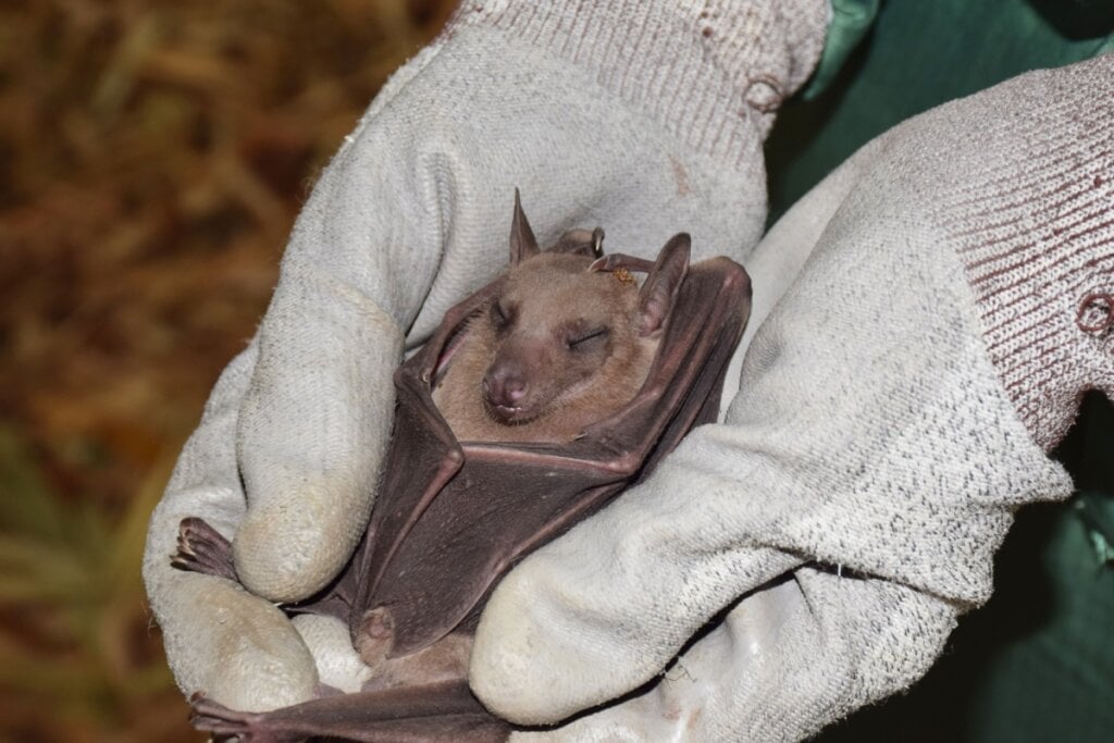 Algumas espécies de morcego podem viver mais de 30 anos (Imagem: Mshst | Shutterstock)