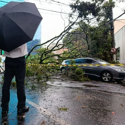 Motorista de um dos veículos aguarda auxílio do Corpo de Bombeiros para que os galhos sejam cortados e ele possa sair do automóvel