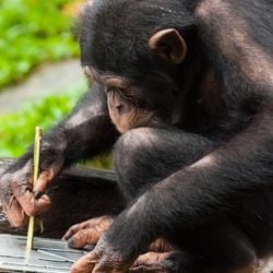 A descoberta sugere que as vacas podem ter habilidades cognitivas muito maiores do que se acreditava.