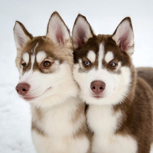 Imagem - Cachorros curiosos: 7 raças que adoram explorar 