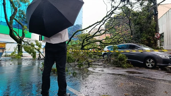 Motorista de um dos veículos aguarda auxílio do Corpo de Bombeiros para que os galhos sejam cortados e ele possa sair do automóvel