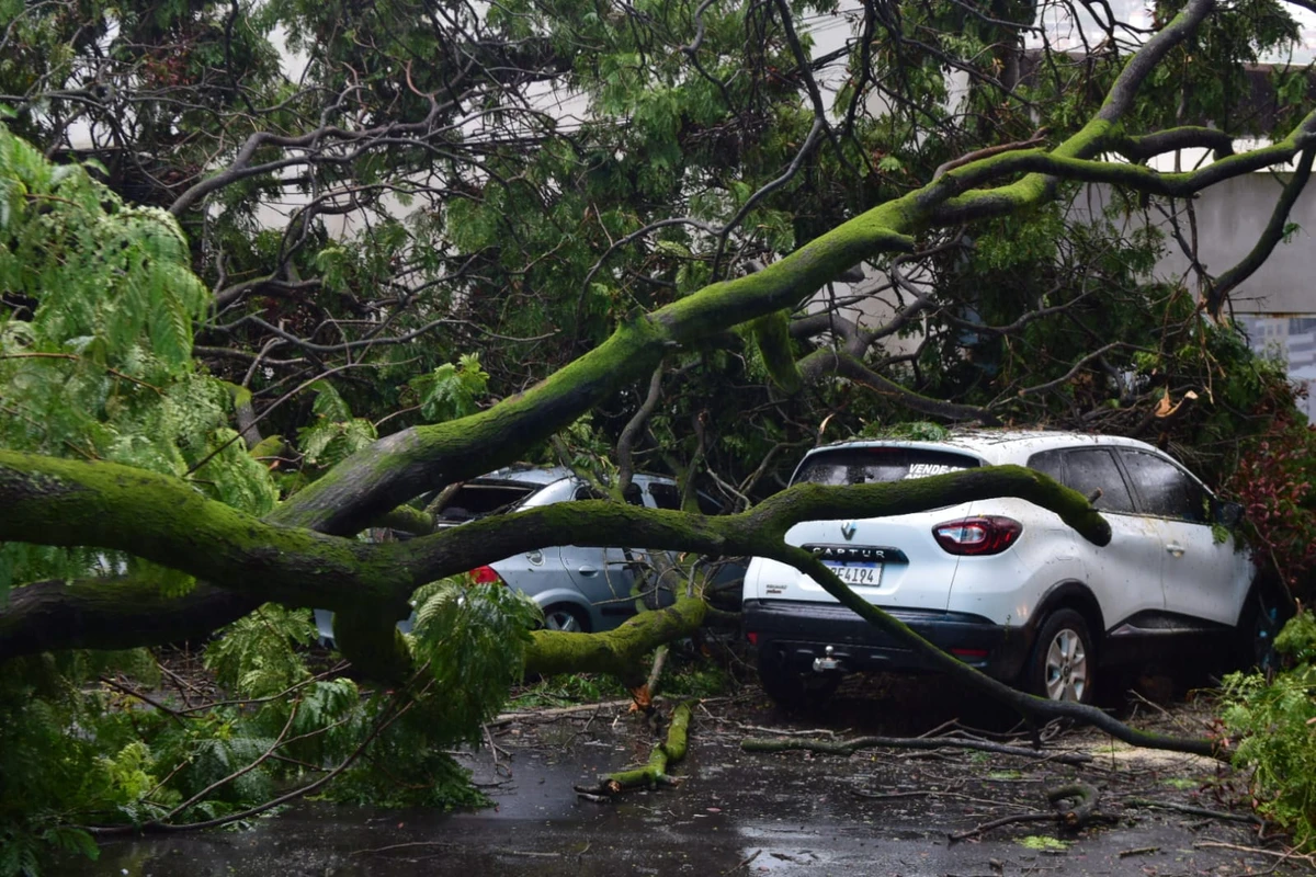 Árvore gigante cai e atinge carros em Santa Lúcia, Vitória por Fernando Madeira | A Gazeta