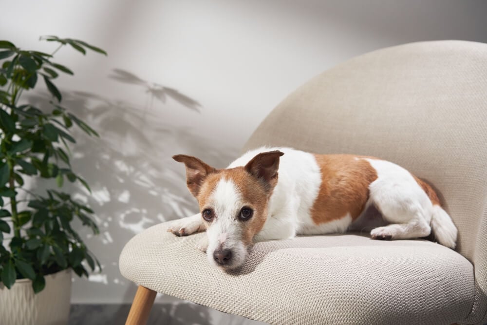 O jack russell terrier é extremamente curioso e está sempre atento a sons e movimentos (Imagem: Anna Averianova | Shutterstock)