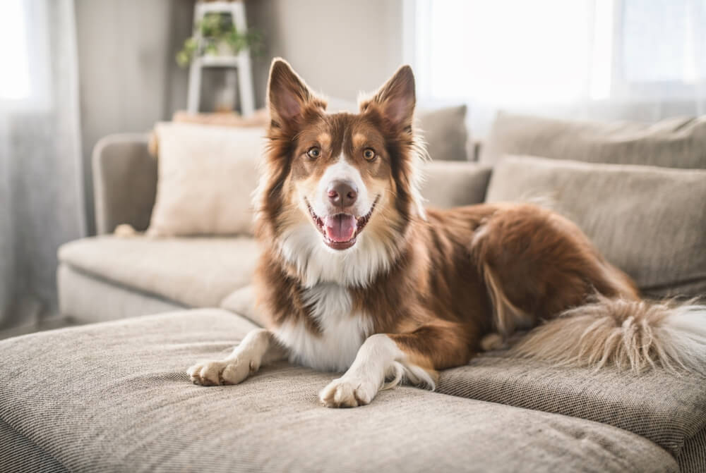 O pastor australiano gosta de aprender, explorar tarefas novas e participar da rotina da casa (Imagem: Lopolo | Shutterstock)