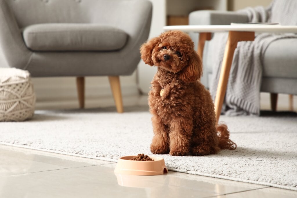 O poodle é um cachorro extremamente curioso e inteligente (Imagem: Pixel-Shot | Shutterstock)