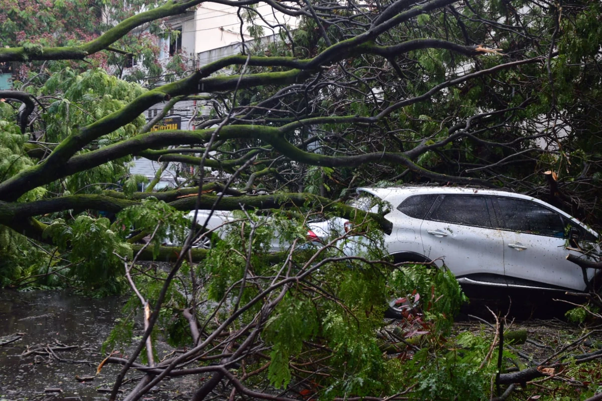Seis carros atingidos por árvore em frente à Maternidade Unimed, em Santa Lúcia. Não houve feridos por Fernando Madeira/A Gazeta