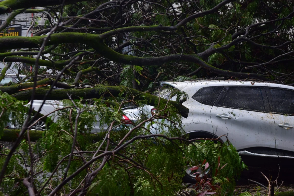Seis carros atingidos por árvore em frente à Maternidade Unimed, em Santa Lúcia. Não houve feridos por Fernando Madeira/A Gazeta