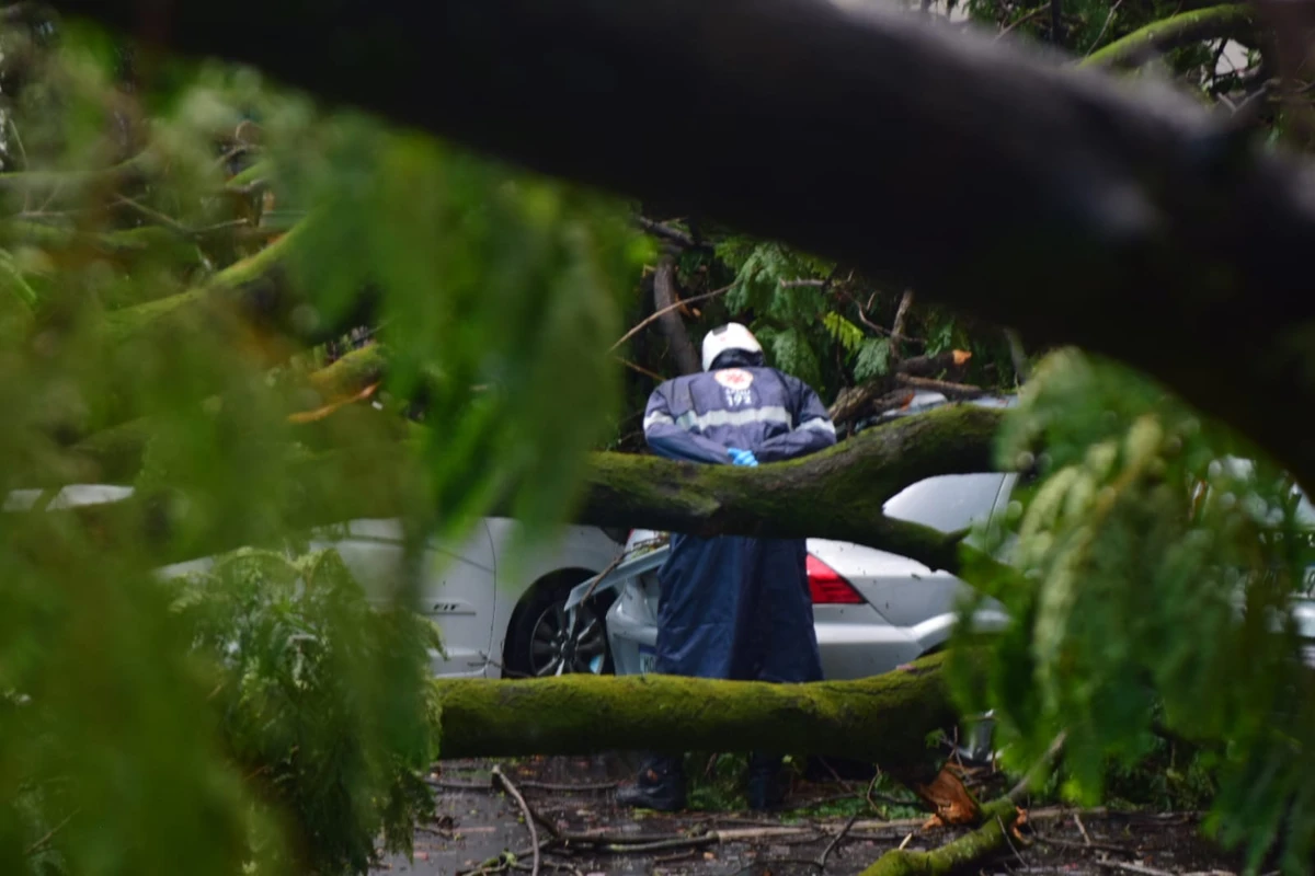 Seis carros atingidos por árvore em frente à Maternidade Unimed, em Santa Lúcia. Não houve feridos por Fernando Madeira/A Gazeta
