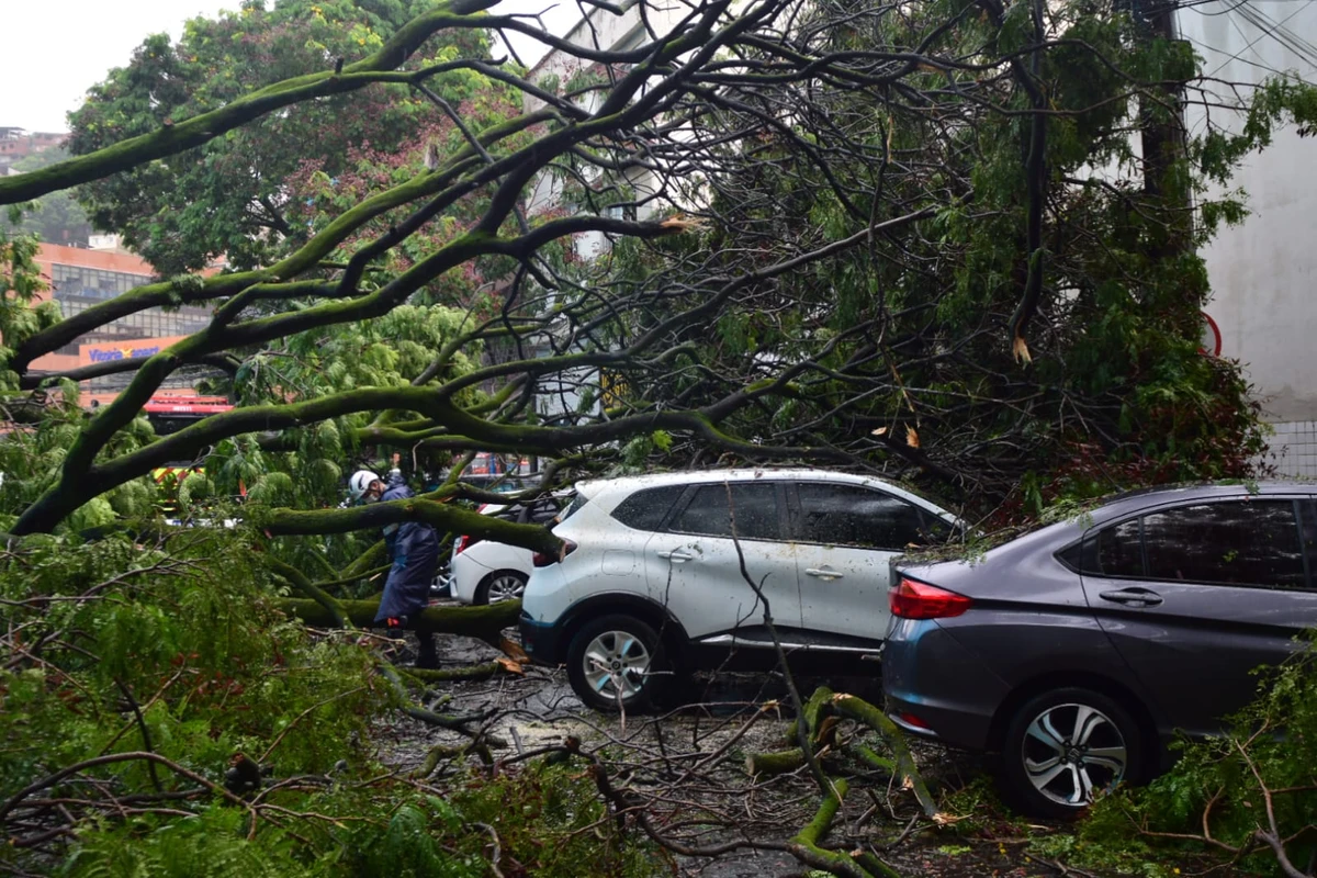 Seis carros atingidos por árvore em frente à Maternidade Unimed, em Santa Lúcia. Não houve feridos por Fernando Madeira/A Gazeta