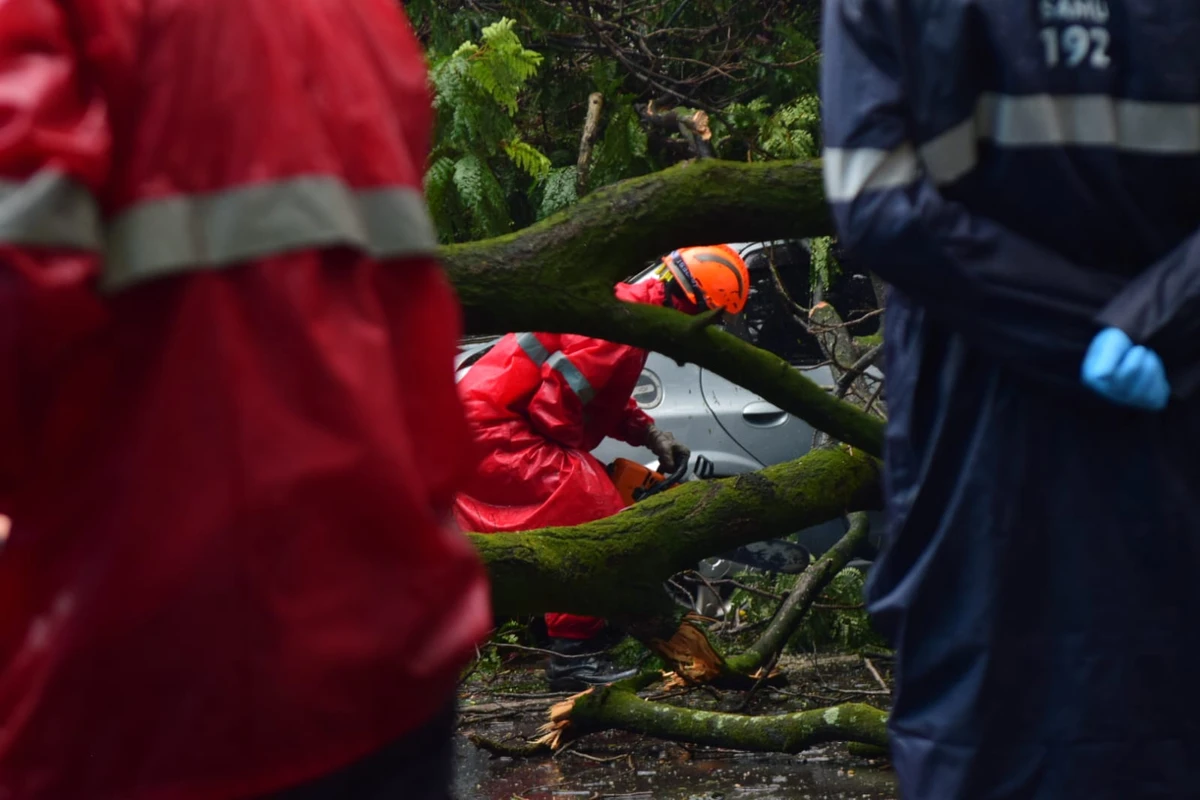 Seis carros atingidos por árvore em frente à Maternidade Unimed, em Santa Lúcia. Não houve feridos por Fernando Madeira/A Gazeta