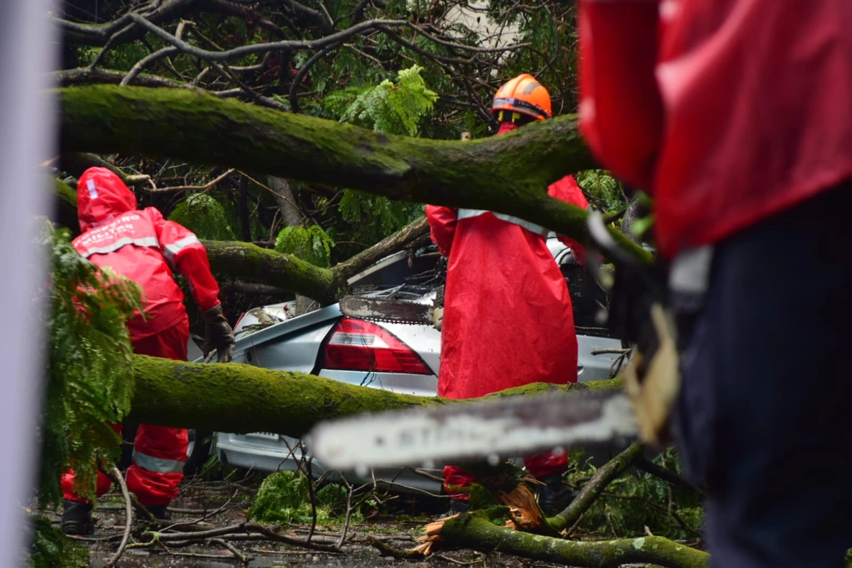 Seis carros atingidos por árvore em frente à Maternidade Unimed, em Santa Lúcia. Não houve feridos por Fernando Madeira/A Gazeta