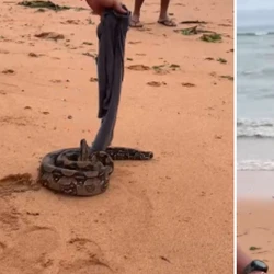 O animal foi resgatado por um militar do Corpo de Bombeiros e devolvida em uma área de mata da região