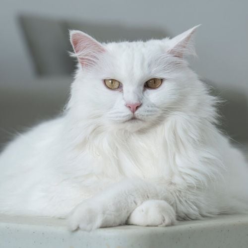 Imagem - 7 raças de gato que se destacam pela pelagem branca 
