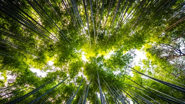 Termo de compromisso será assinado na terça-feira (27), às 10 horas, no Palácio Anchieta, e vai permitir a seleção de projetos que contribuam para redução de emissão de gases poluentes