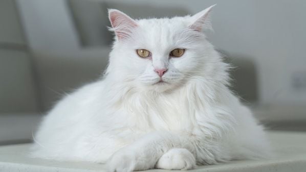 Conheça felinos elegantes e encantadores que chamam atenção pela aparência delicada