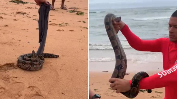 O animal foi resgatado por um militar do Corpo de Bombeiros e devolvida em uma área de mata da região