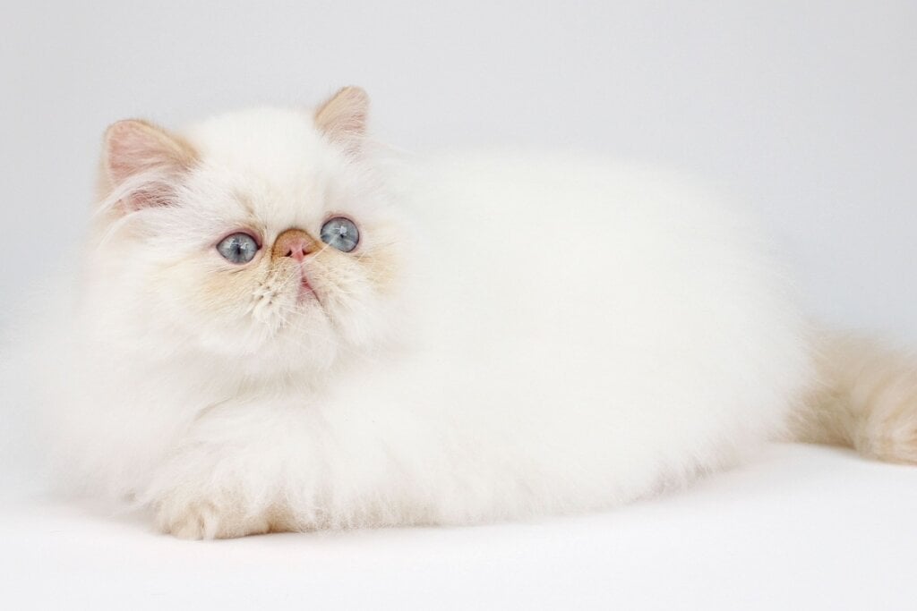 A pelagem do gato himalaio é longa e macia, geralmente branca com leves marcações (Imagem: GiCol | Shutterstock)