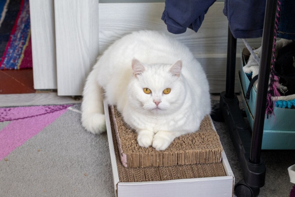 O british shorthair tem apelagem curta, densa e fácil de cuidar (Imagem: Sashko Tkachenko | Shutterstock) 
