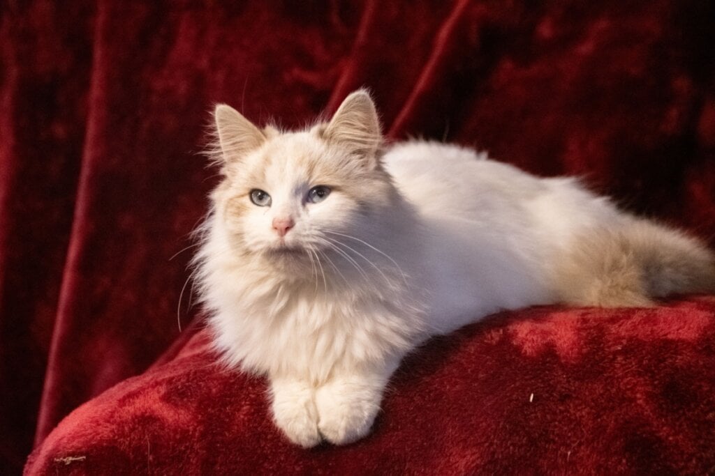 O gato siberiano tem pelagem branca, longa, espessa e impermeável, exigindo escovação regular (Imagem: Kristi Yoder | Shutterstock)