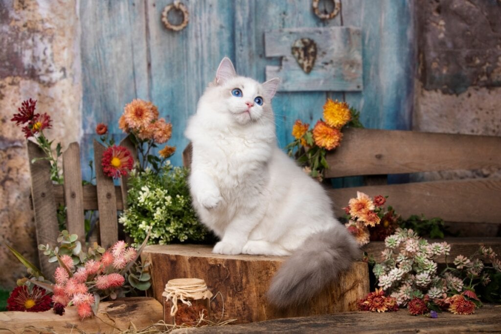 O ragdoll é conhecido pelos pelos macios e de fácil manutenção (Imagem: Liliya Kulianionak | Shutterstock)