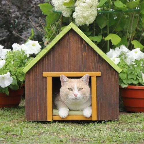 Imagem - 7 diferenças entre gatos domésticos e felinos selvagens 