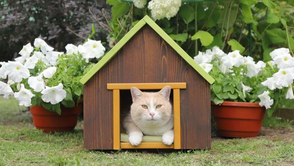 Da convivência diária ao instinto de caça, entenda como hábitos, corpo e comportamento se transformam entre as espécies