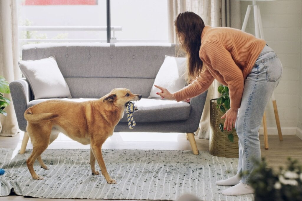 Quando o tutor utiliza o corpo para se comunicar, o cão responde com mais atenção e aprende melhor (Imagem: PeopleImages | Shutterstock)