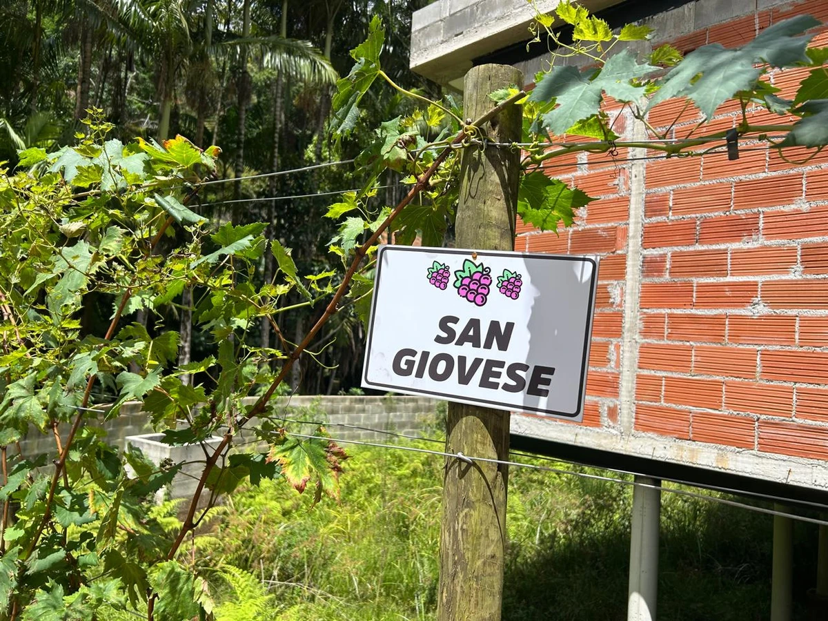 Vindima no Amiatta Lodge, em Santa Teresa