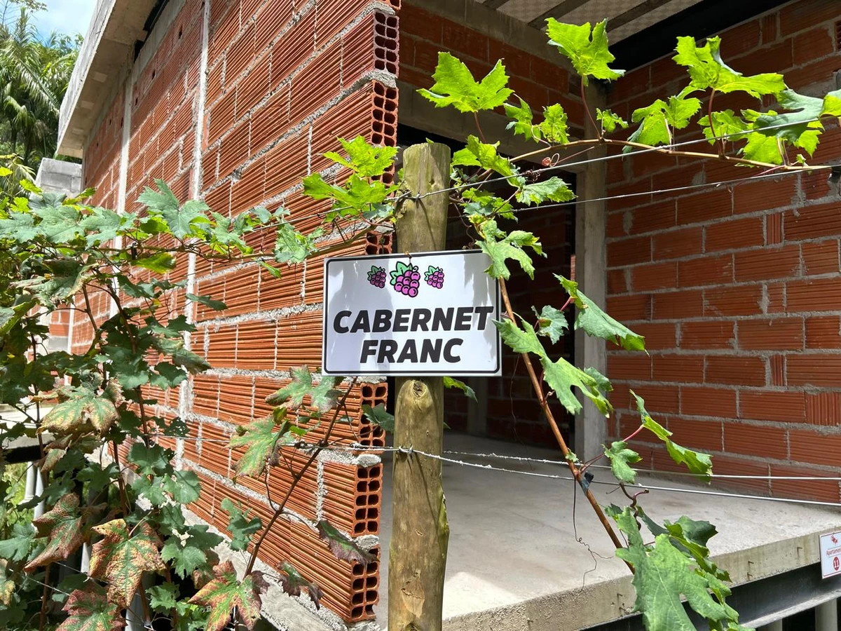 Vindima no Amiatta Lodge, em Santa Teresa