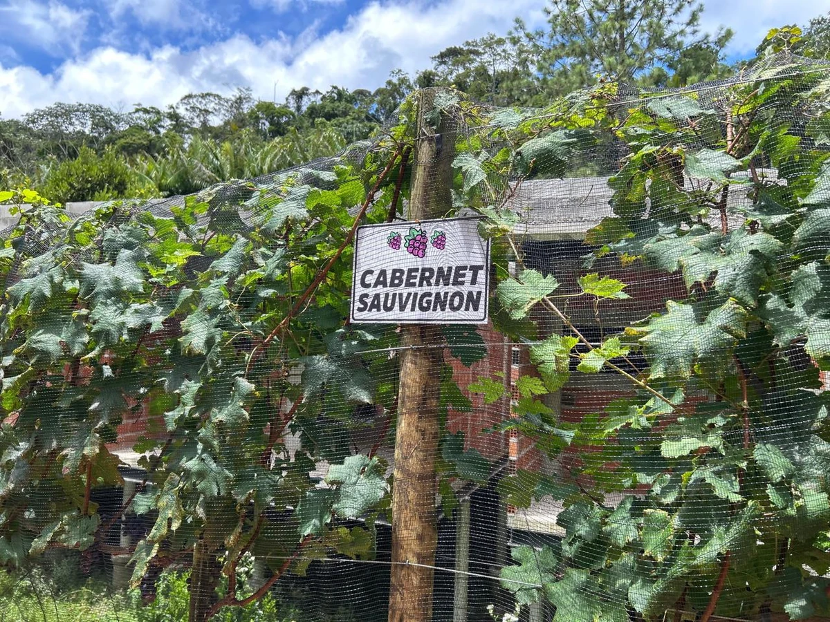 Vindima no Amiatta Lodge, em Santa Teresa