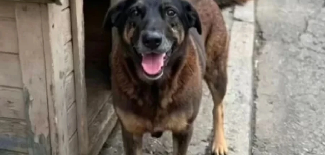 Proposta altera o Estatuto da Criança e do Adolescente (ECA) para permitir medidas socioeducativas em casos de atos violentos contra animais, hoje não contemplados na lei