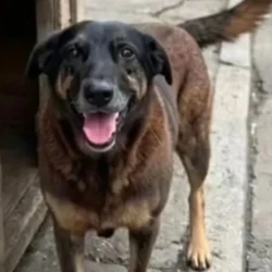 O animal, que tinha cerca de 10 anos e era cuidado pela comunidade, foi agredido a pauladas no começo do ano e encontrado ferido por moradores no dia 16 de janeiro