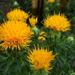 Rico em ácidos graxos essenciais e vitaminas, ele oferece compostos de que o corpo humano necessita, mas não consegue produzir sozinho