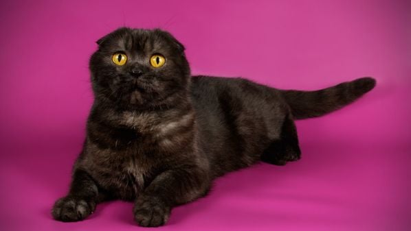 Donos de uma beleza marcante, esses felinos unem elegância, afeto e personalidades surpreendentes