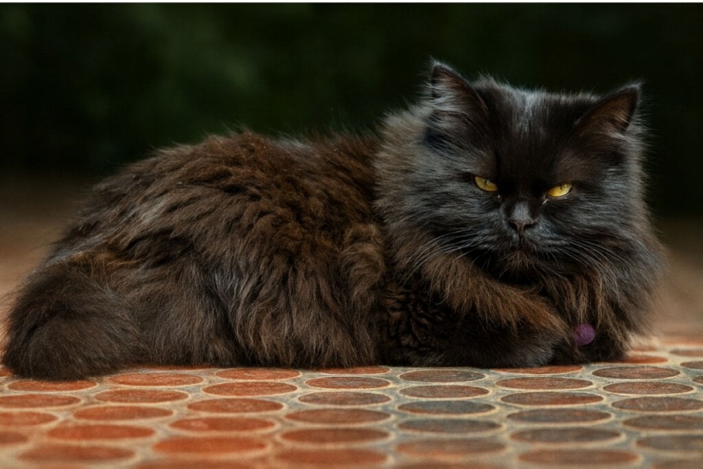 O gato persa é tranquilo e prefere ambientes calmos (Imagem: Sonali Mandal | Shutterstock)