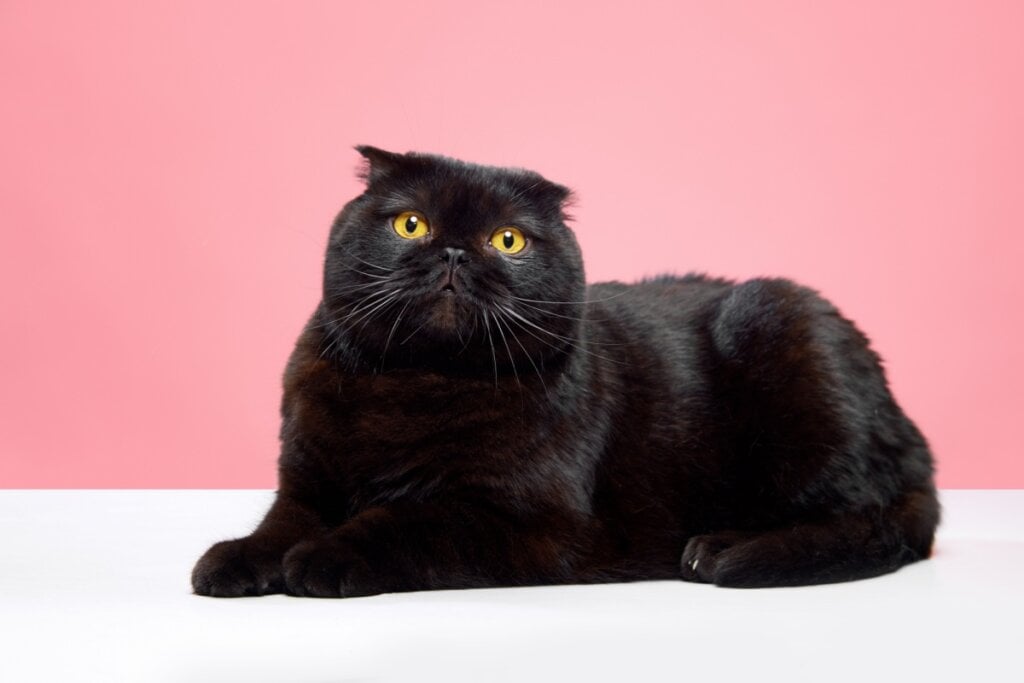 O gato scottish fold costuma ser muito carinhoso e gosta de estar perto da família (Imagem: Master1305 | Shutterstock)