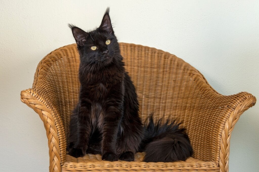 O maine coon é uma raça extremamente dócil, sociável e brincalhona (Imagem: Michar Peppenster | Shutterstock)