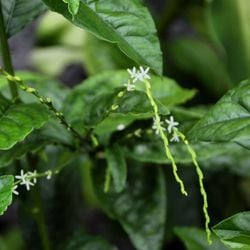 Também chamada de tipi, amansa-senhor ou erva-de-alho, ela tem diversas propriedades terapêuticas