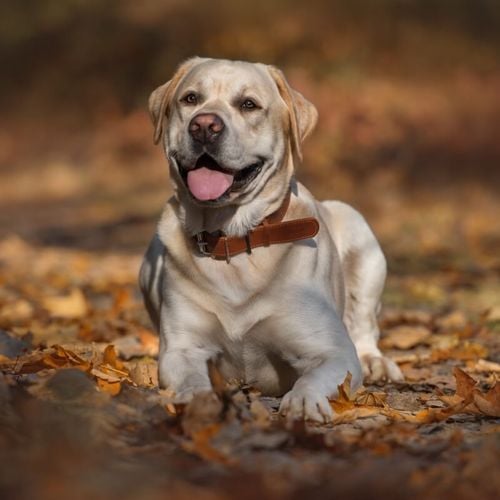 Imagem - Cachorros de filmes: 8 nomes de personagens para se inspirar 